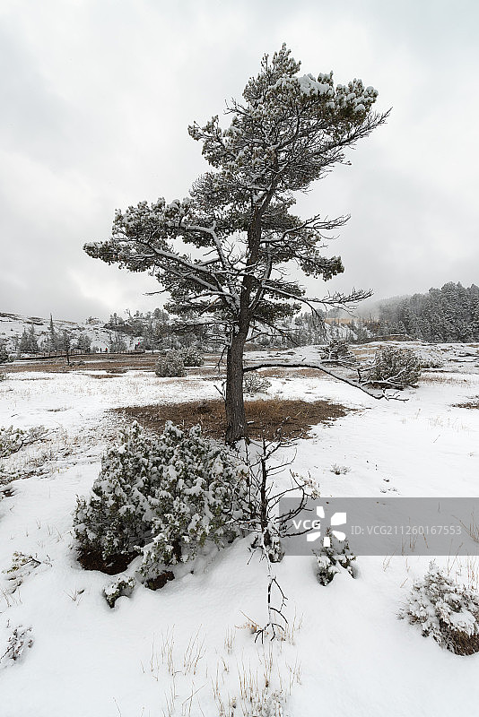 美国怀俄明州黄石公园雪景图片素材
