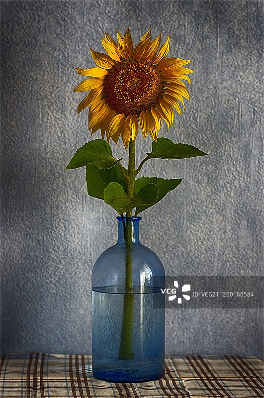蓝色瓶中的向日葵图片素材