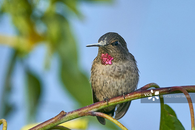 鸟栖息在树枝上的特写镜头图片素材