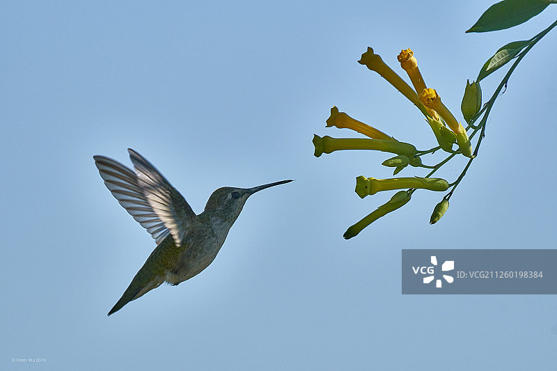仰视角度拍摄的飞鸟掠过天空图片素材