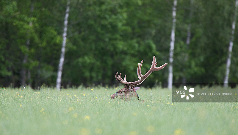 喂养的鹿 44图片素材