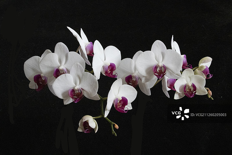 盛开的兰花图片素材