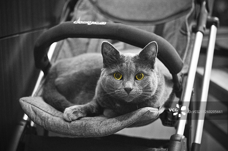 在它最喜欢的地方的猫咪图片素材