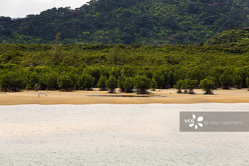日本冲绳县西表岛的红树林与河流图片素材