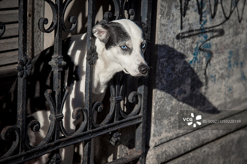 布宜诺斯艾利斯的小狗图片素材