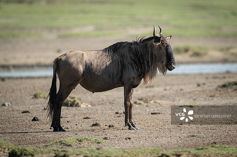 非洲稀树草原上的蓝角马侧影图片素材