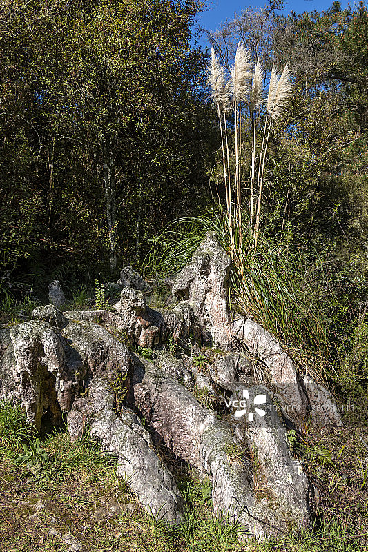 新西兰怀拉基天然温泉谷图片素材