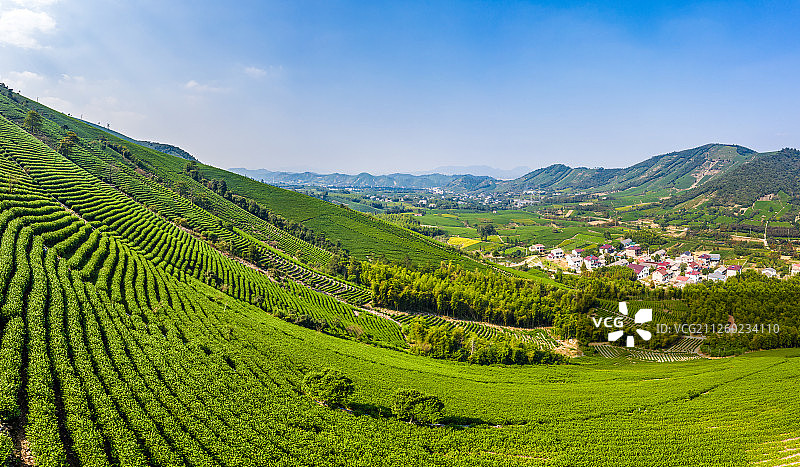 安吉白茶园图片素材