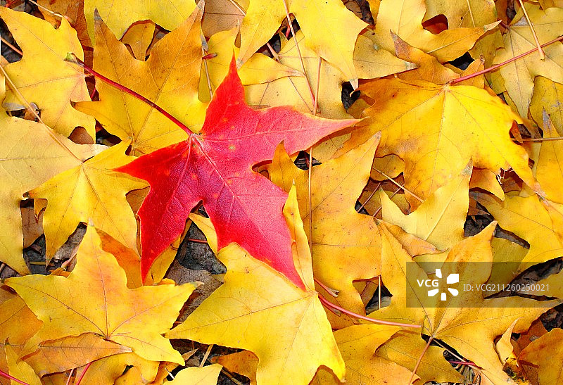 黄色背景下的枫叶图片素材