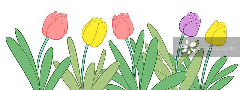 一排郁金香图片素材