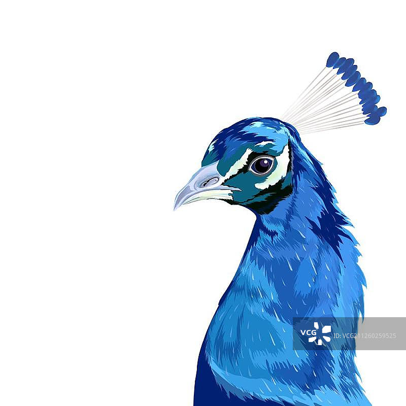 大自然中的鸟类图片素材