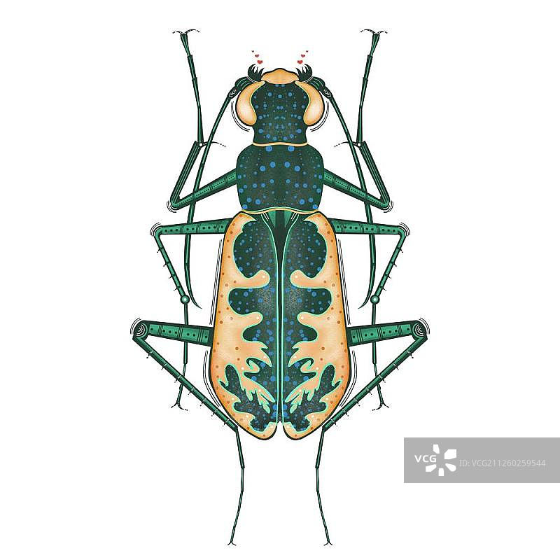 有触角的昆虫类图集图片素材