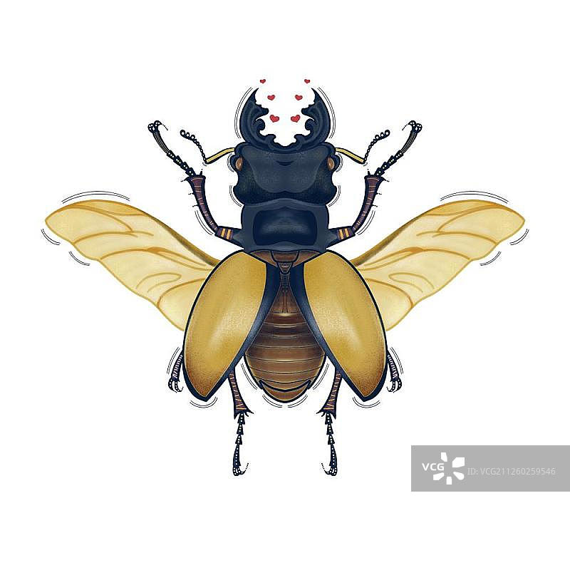 有触角的昆虫类图集图片素材