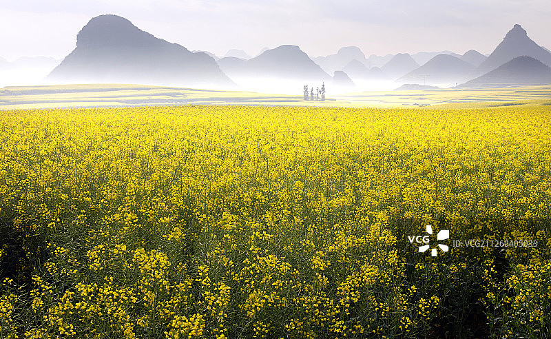 油菜花田自然风光图片素材