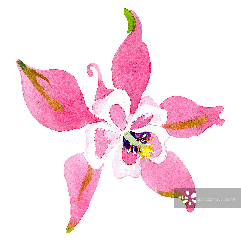 红色耧斗菜植物花卉，水彩背景插图套装，独立耧斗菜插图元素图片素材