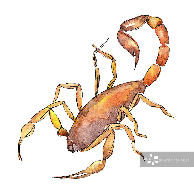 野生异域蝎子昆虫水彩背景插画图片素材