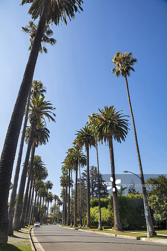 比佛利山庄街道旁的椰子树，洛杉矶图片素材