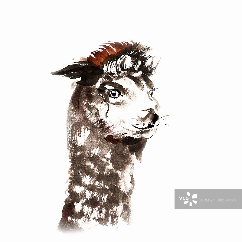 水墨画可爱的羊驼图片素材