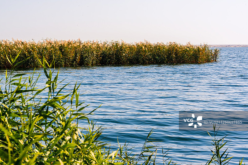 额济纳旗居延海景区天蓝色湖水和金黄色的芦苇丛图片素材