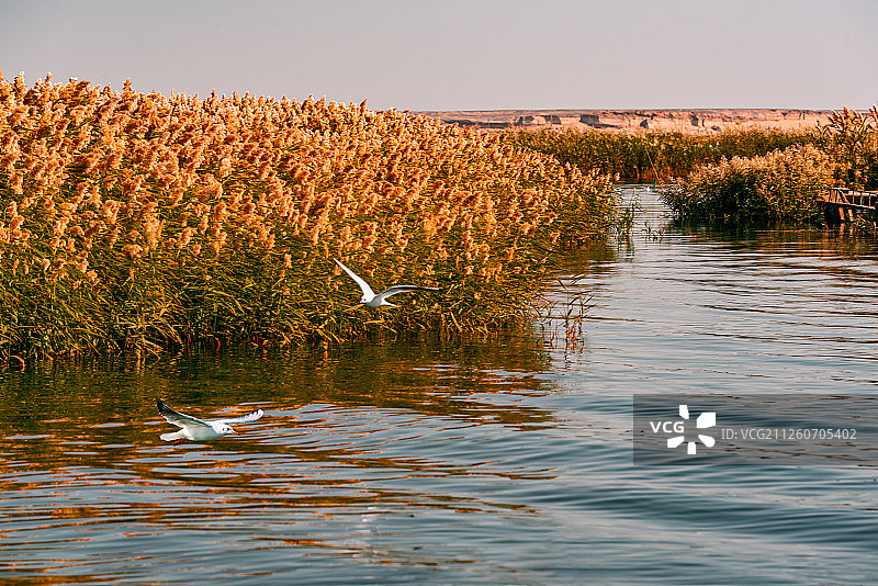 飞翔在蓝色湖面金色芦苇丛中的两只鸟图片素材