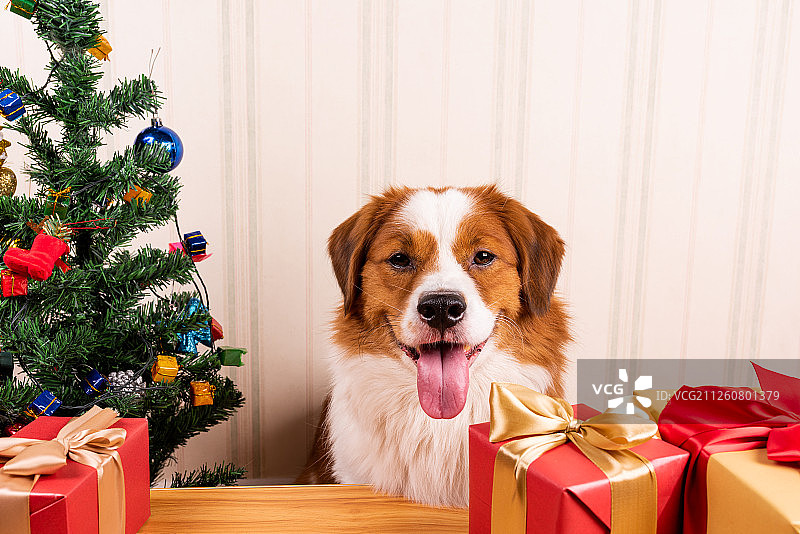 圣诞节背景家庭宠物狗图片素材