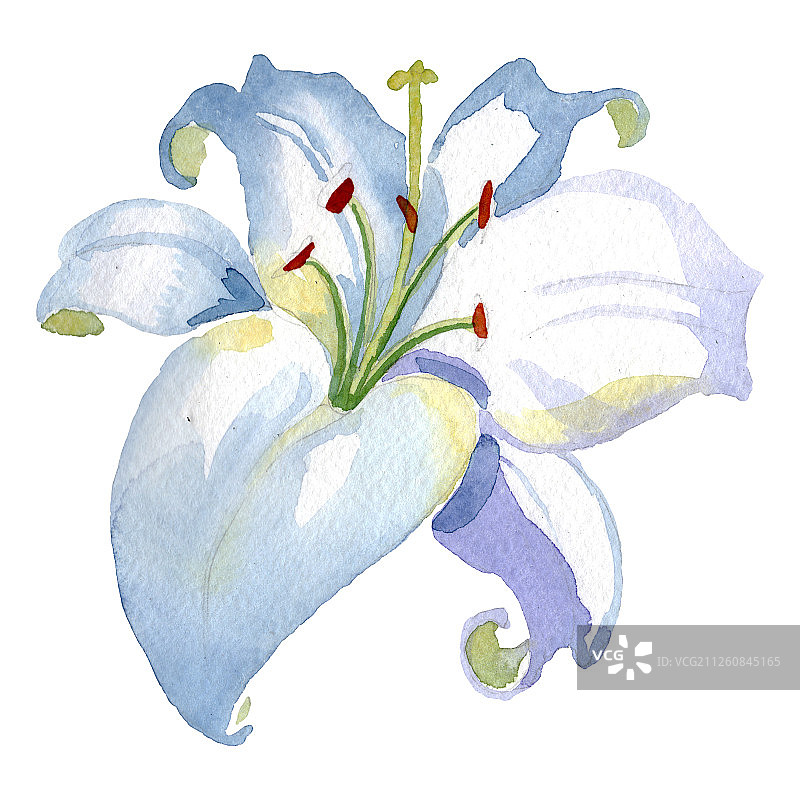 白色百合花卉水彩插画图片素材