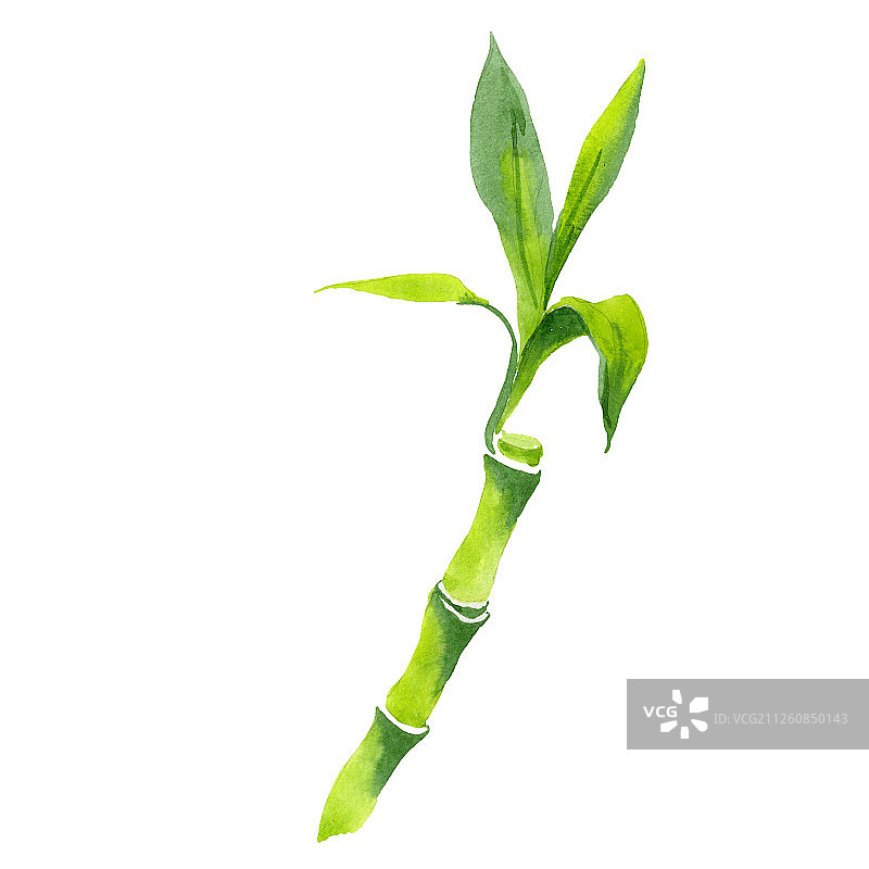 水彩背景下的富贵竹绿叶图片素材