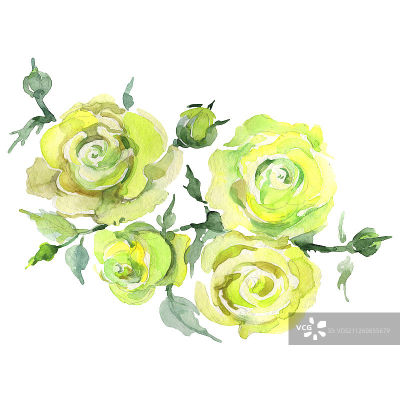 水彩月季花束插画元素图片素材