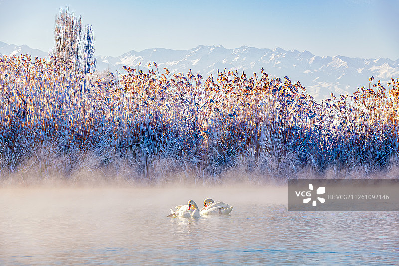 新疆伊宁的天鹅泉图片素材