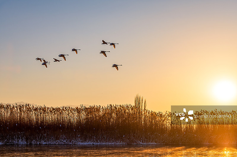新疆伊宁的天鹅泉图片素材