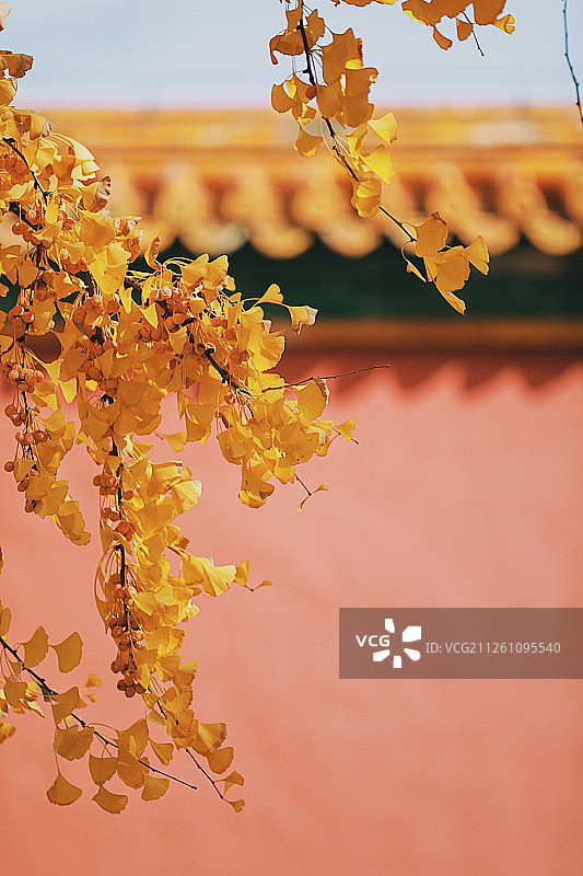 故宫 金秋银杏图片素材