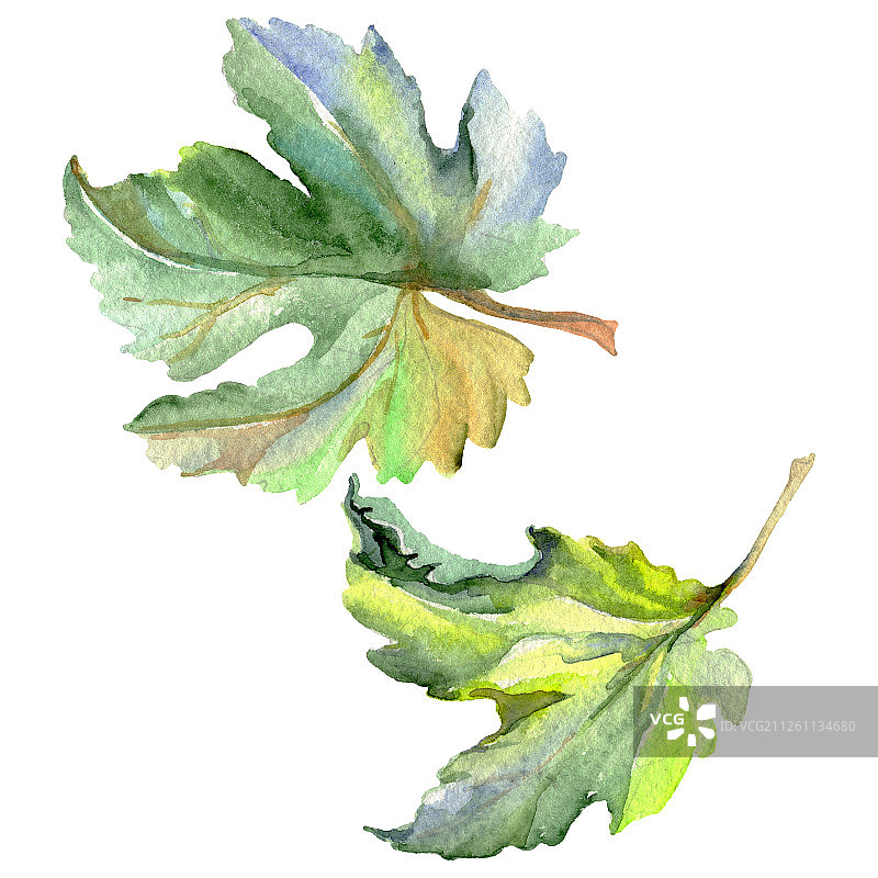 葡萄藤绿叶水彩背景插画集孤立葡萄插画元素图片素材