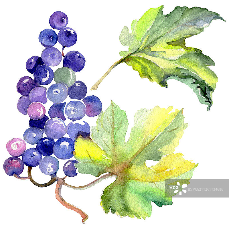 水彩风格的葡萄浆果健康食品。水彩背景素材。孤立的水果插图元素。图片素材