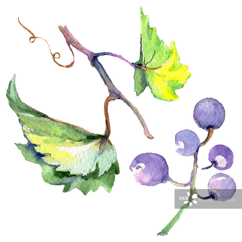 水彩风格的葡萄浆果健康食品。水彩背景素材。孤立的水果插图元素。图片素材