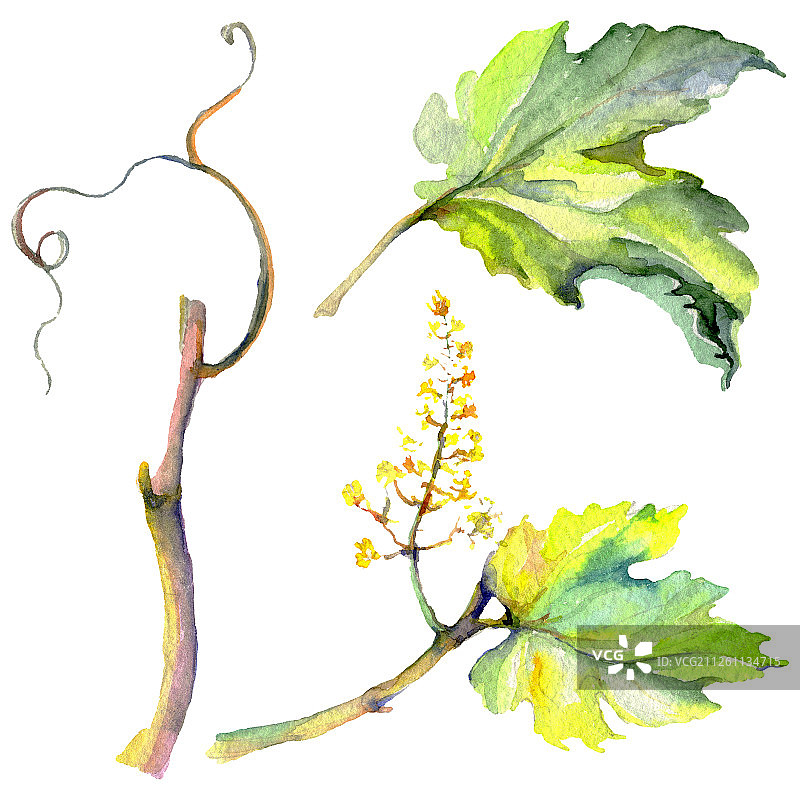 绿色葡萄藤叶子枝条水彩背景插图，独立葡萄插图元素图片素材