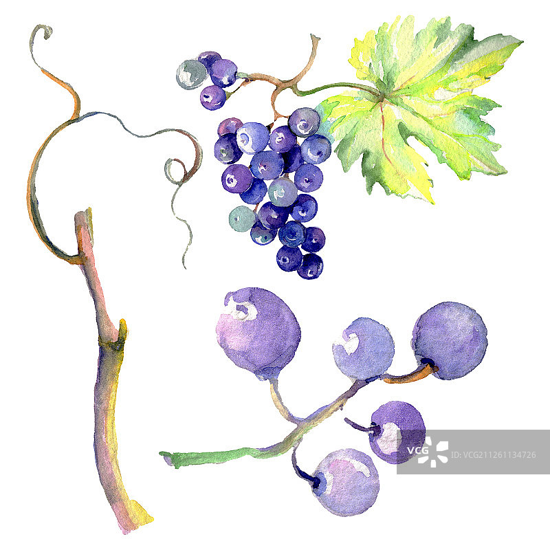 水彩风格的葡萄浆果健康食品。水彩背景素材。孤立的水果插图元素。图片素材