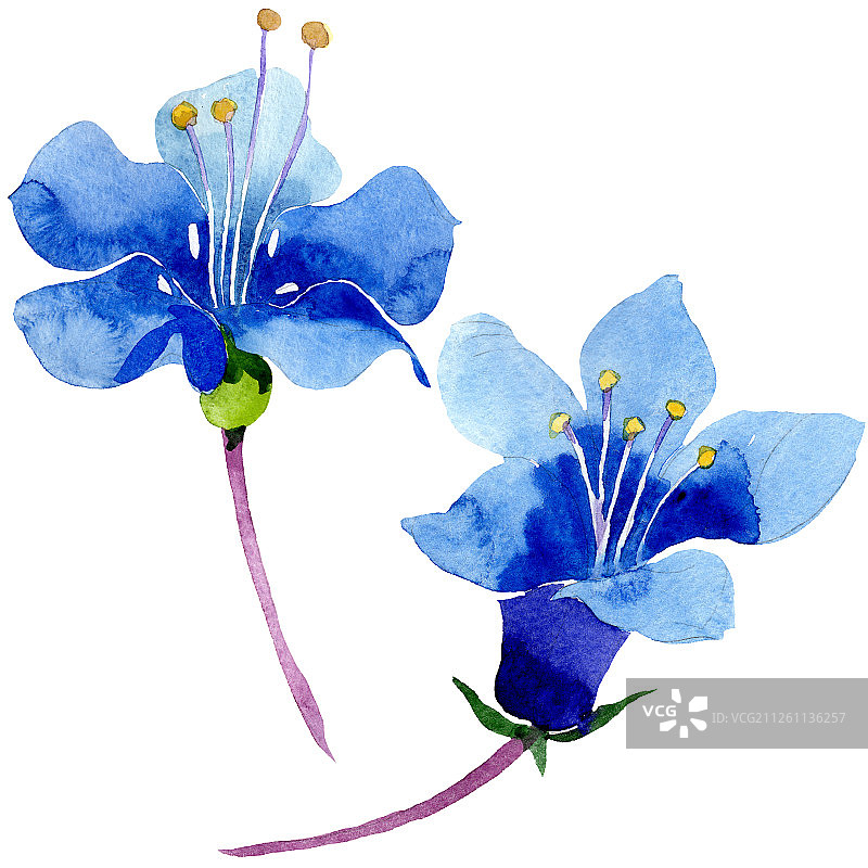 蓝色法赛丽花，独立的花卉植物，绿色叶子野花，水彩背景图图片素材