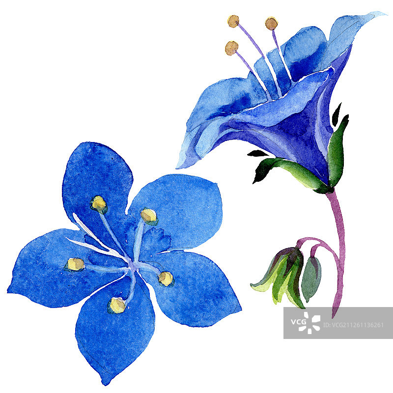 蓝色法赛丽花，独立的花卉植物，绿色叶子野花，水彩背景图图片素材