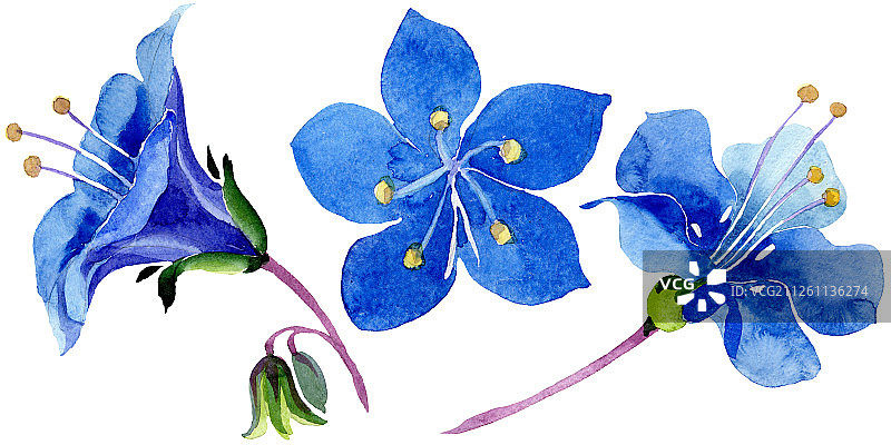 蓝色法赛丽花，独立的花卉植物，绿色叶子野花，水彩背景图图片素材
