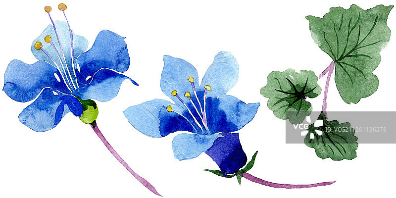 蓝色法赛丽花，独立的花卉植物，绿色叶子野花，水彩背景图图片素材