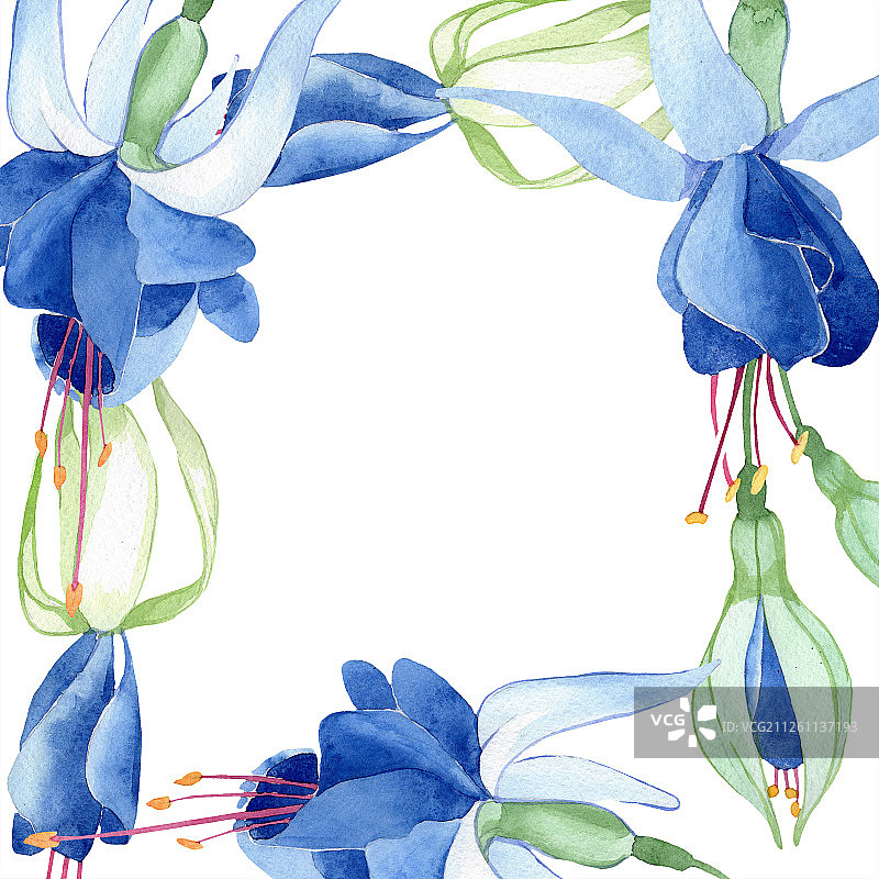 蓝色倒挂金钟花卉植物花卉水彩时尚水彩画隔离边框装饰方块图片素材