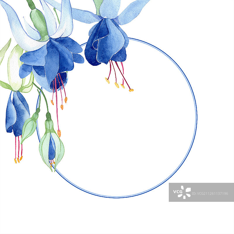 蓝色倒挂金钟花卉植物花卉水彩时尚水彩画隔离边框装饰方块图片素材