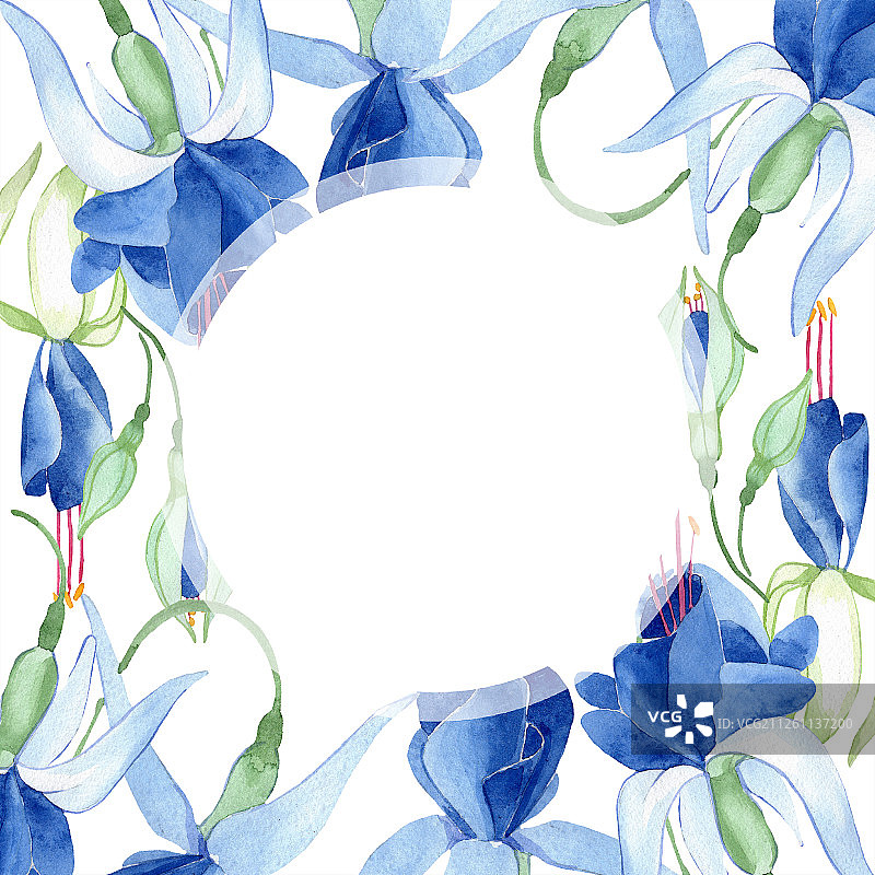 蓝色倒挂金钟花卉植物花卉水彩时尚水彩画隔离边框装饰方块图片素材