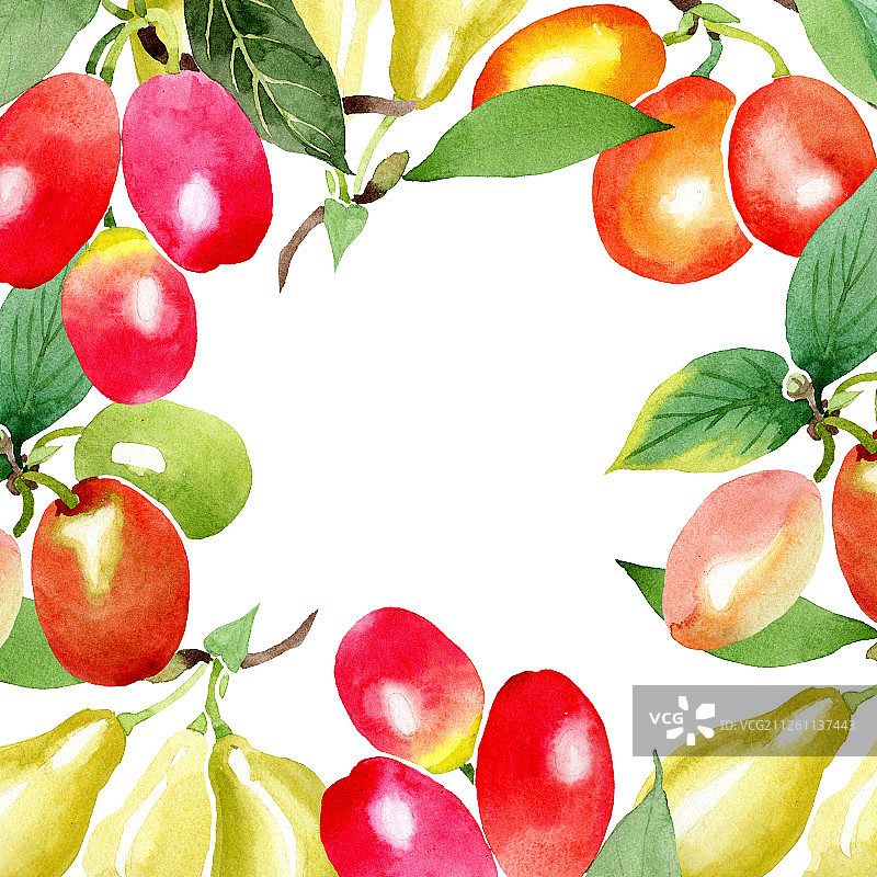 山茱萸果树枝水彩背景插画图片素材