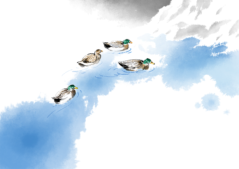 绿头鸭在水中图片素材