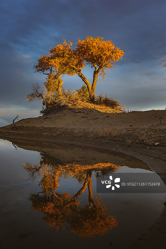 金秋胡杨自然风光图片素材
