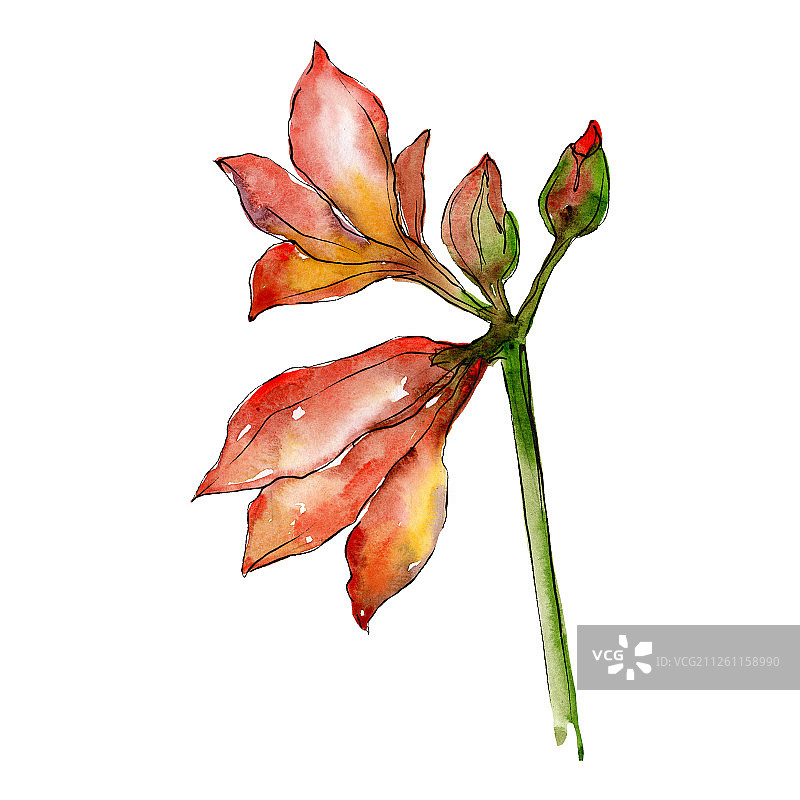 橙色孤挺花水彩插画元素图片素材