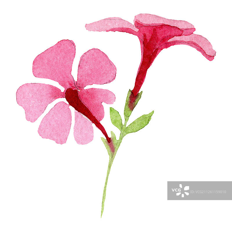 带绿叶的粉色福禄考花朵水彩插画元素图片素材