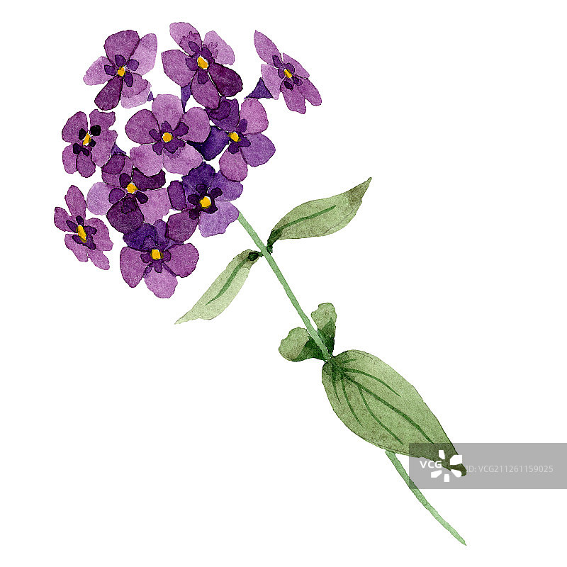 紫色福禄考花朵水彩插画图片素材