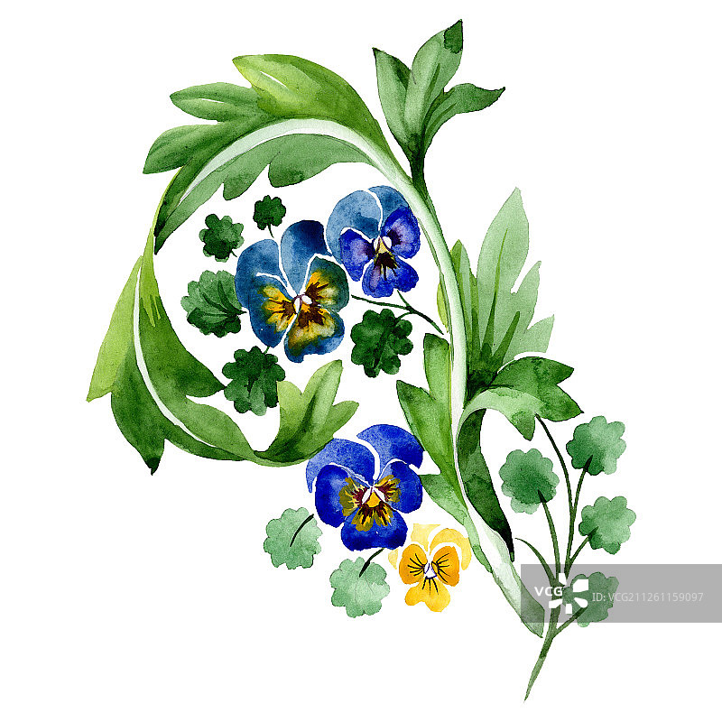 蓝色中提琴植物花卉水彩背景插图，孤立的装饰元素图片素材